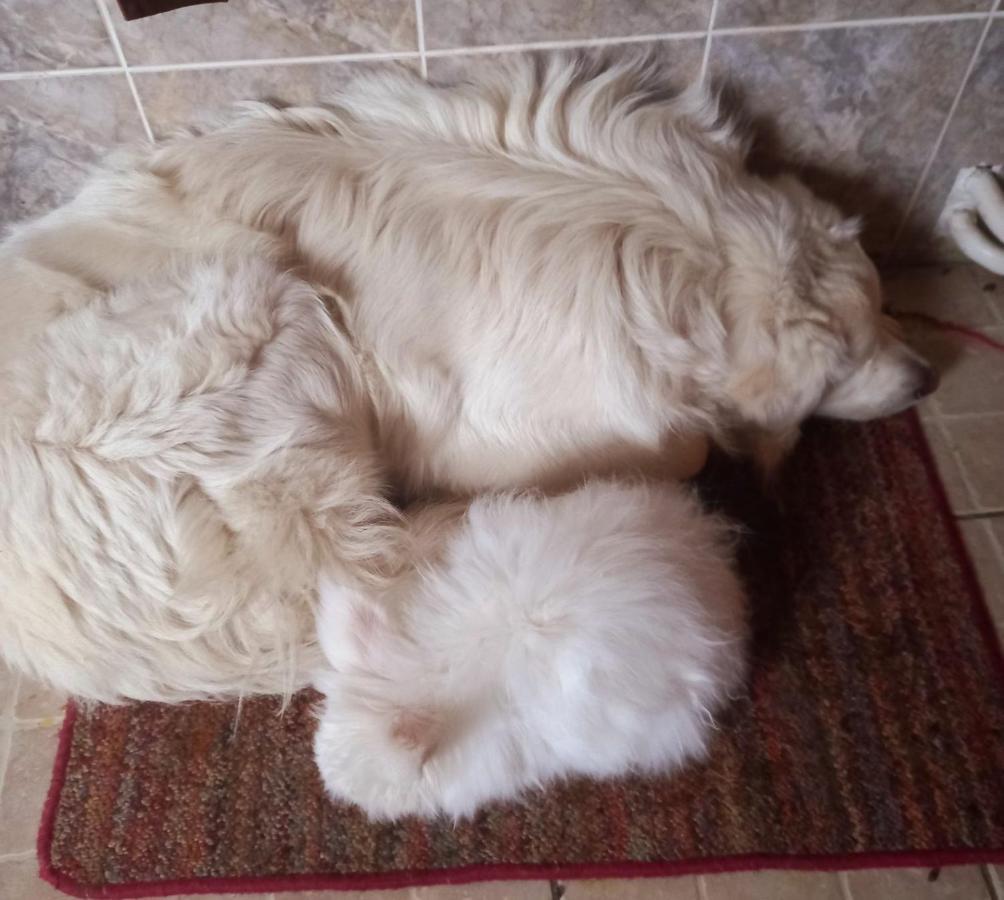 Affittacamere Domacinstvo Bakic Irig Esterno foto