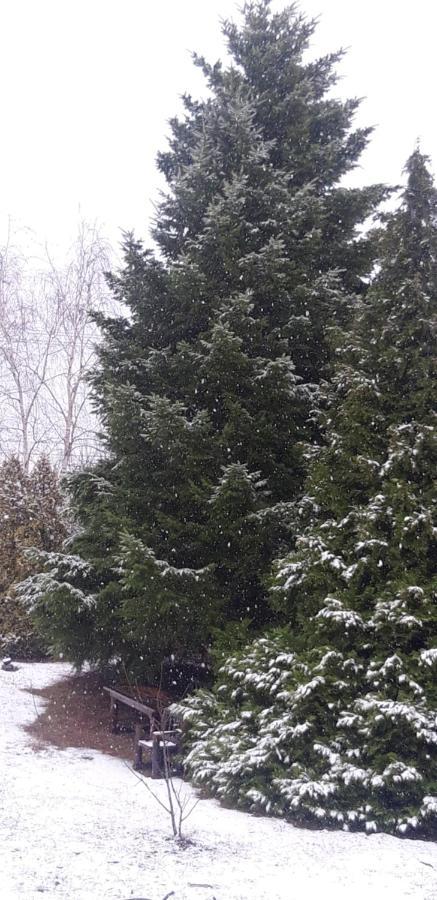 Affittacamere Domacinstvo Bakic Irig Esterno foto